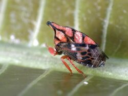 Red treehopper on a leaf in a rainforest shrub in Ecuador. Stock Footage