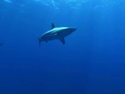 MS Shot of Blacktip sharks swimming in open water with sunlight filtering through water surface / Aliwal Shoal, Kwa Zulu Natal, South Africa Stock Footage
