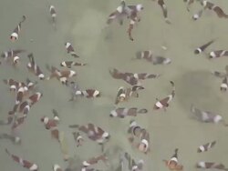 Clownfiish Stock Footage