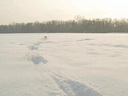 HD SLOW MOTION: Dog Running In Deep Snow Stock Footage