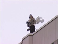 Anniversary of fall of Wall marked, dominoes, Merkel comment News Clip