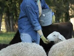 MS Senior Farmer Feeding Sheep and Cows in Pasture / Richmond. Virginia, USA  Stock Footage