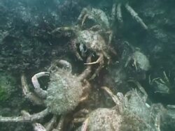 Great spider crabs (Hyas araneus) moulting mound, Channel island, UK Stock Footage
