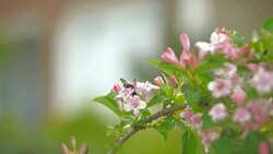 Flower, Plant and Garden Stock Footage