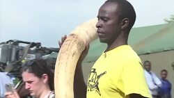 CLEAN : Kenya's mega ivory piles will burn even if it snows News Clip