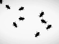 Cockroaches running bug insect background Stock Footage