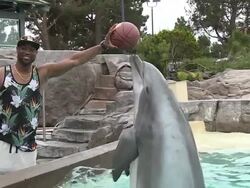 Dwayne Wade of the Miami Heat meets Crunch the bottlenose dolphin at SeaWorldÂ® San Diegoâ€™s Dolphin Point Stock Footage