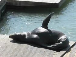 Sea Lion Stock Footage