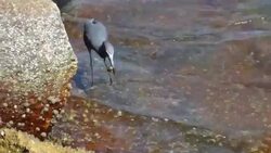 Heron Wading Through Rippled Blue Water, Lunging For a Fish, Catching and Eating It Stock Footage