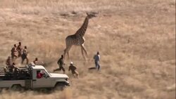 A medical team runs to capture a giraffe fleeing across Kruger National Park. Stock Footage