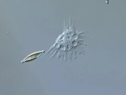 ECU T/L Shot of Amoeba is unicellular organism with constantly changing shape with moving forwards by sending out pseudopods which help it to crawl along surface and Diatoms are also moving / Newcastle Emlyn, Ceredigion, United Kingdom Stock Footage