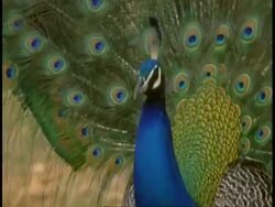 Peacock (Pavo cristatus) male display, Bandhavgarh National Park, India Stock Footage