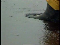 South Africa - Oil Covered Penguins Airlifted News Clip