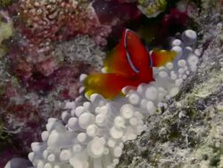 MID SHOT RED CLOWN FISH IN WHITE ANENOME Stock Footage