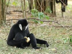 Lar Gibbon Stock Footage
