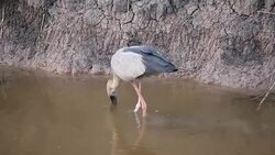 Bird walking in water Stock Footage