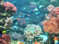 Coral colony on the reef Stock Footage