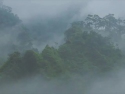 T/L mist sweeping over trees, Himalayas Stock Footage