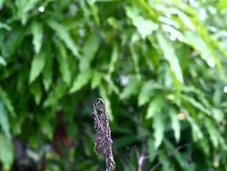 dragonfly Stock Footage