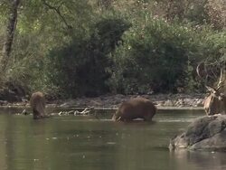 Red Deer (Cervus elaphus) eating algae in the River Jandular, Sierra de Andujar, Andalucia, Spain. Filmed during very dry year when all grass had completely dried up, leaving the algae as one of the few food sources Stock Footage