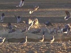 African Wildlife, Jackal Stock Footage