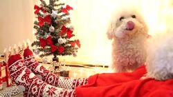 cute white dog plays on Christmas blanket Stock Footage
