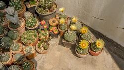 cactus flower under sunlight shadow Stock Footage