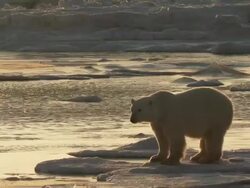 WS Polar bear standing on snow / Churchill, Manitoba, Canada Stock Footage
