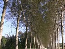 HD: Promenade Stock Footage