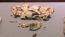 CLEAN : Jamestown burials identified as founders News Clip