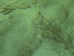 Capillaries of Toad tadpole tail.  Olympus BH-2 microscope Olympus S-Plan 20x objective with 5x photoeyepiece. Differential Interference Contrast. Shutter speed 1/1000 second. Horizontal field of view 340 micrometres. Stock Footage