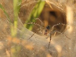 Spider Stock Footage