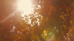 Glowing sunshine through Leaves Stock Footage