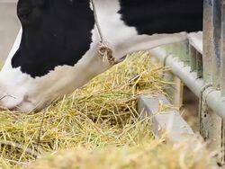 Dairy cows at farm ,Thailand Stock Footage