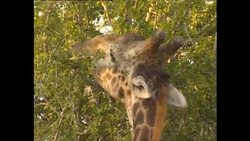Giraffes eating leaves on game reserve News Clip