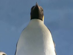 MS TD Penguins and chicks standing at snow with parent/ Riiser-Larsen emperor penguin colony, Queen Maud land, Antarctica Stock Footage
