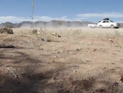 Cape Ground Squirrels By The Road Stock Footage