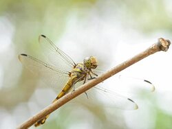Dragonfly Stock Footage