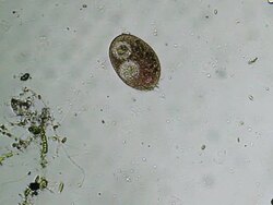 Microorganisms - paramecium Stock Footage