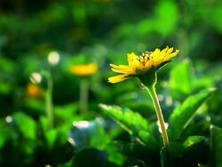 Yellow sulfur cosmos flower Stock Footage