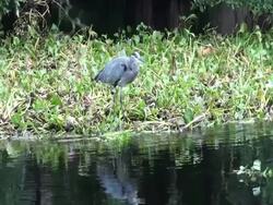 Blue Heron alertly watching river from a bed of hyacinth Stock Footage