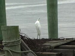 snoey egret Stock Footage