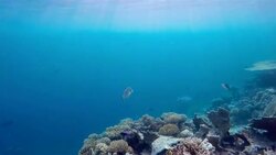 Oriental sweetlips on Maldives - South Ari Atoll Stock Footage