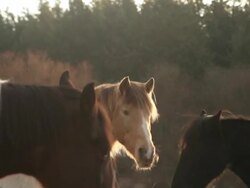 CU Shot of horses at sunrise on rural farm / Orcas Island, Washington, United States Stock Footage