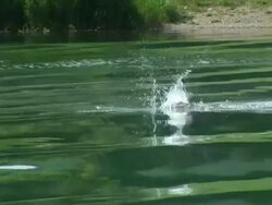 HD: Lake Swimmer Stock Footage