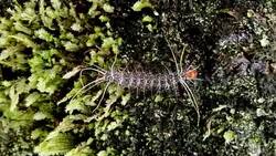 coloured and hairy caterpillar in ecuador in a tree Stock Footage