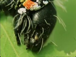 Caterpillar eating leaf, CU head, Botswana, Africa Stock Footage