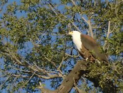 MS LA Shot of African fish eagle perched on branch observing surroundings / Okavango Delta, North West District, Botswana Stock Footage