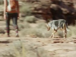Wide shot of woman hiker walking with dog / Moab, Utah, United States Stock Footage