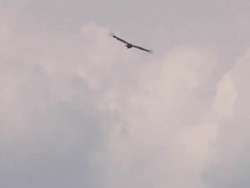 California Condor at Grand Canyon Soaring Wide Stock Footage
